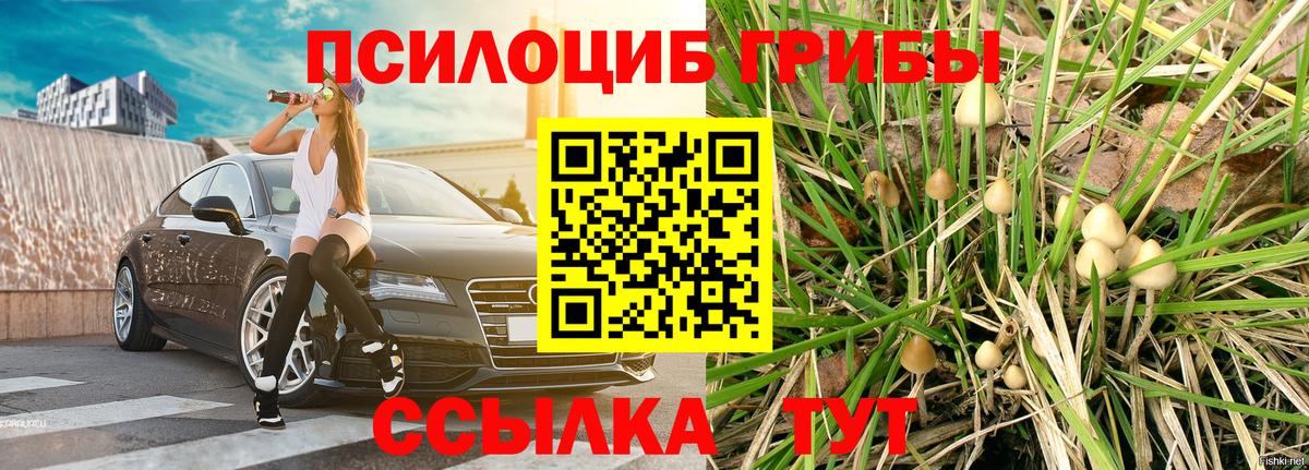 Галлюциногенные грибы Psilocybe Керчь